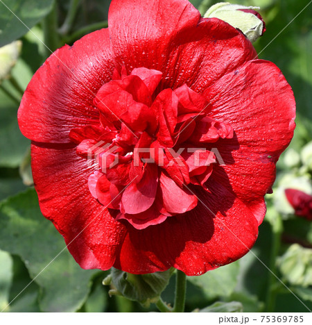 Malva terry red flower Malva terry red flower 75369785