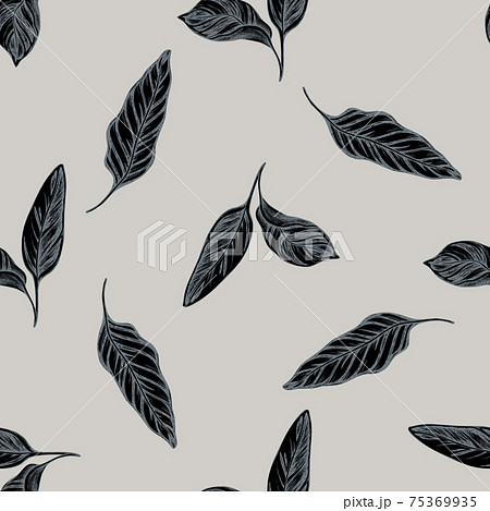 Seamless pattern with hand drawn stylized calathea 75369935