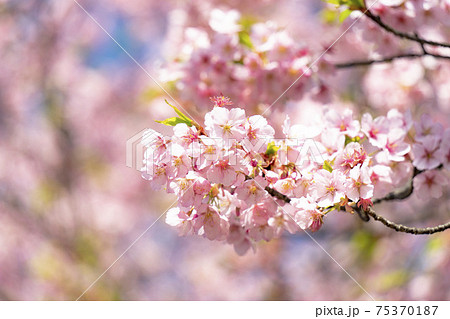 【春の花】修禅寺寒桜 【春の花】修禅寺寒桜 75370187