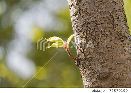 【春】日の光を浴びている修禅寺寒桜の若葉 75370190