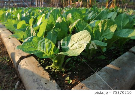 brassica juncea, green lettuce or lettuce 75370210