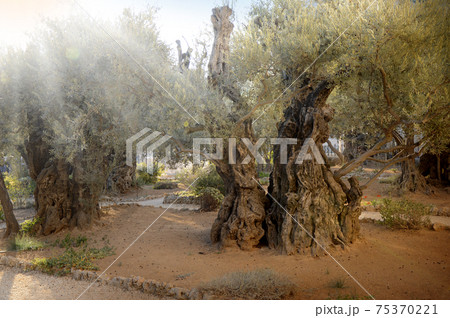Mount of Olives Mount of Olives 75370221