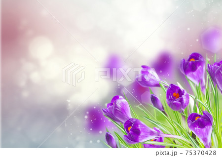 spring crocuses under snow 75370428