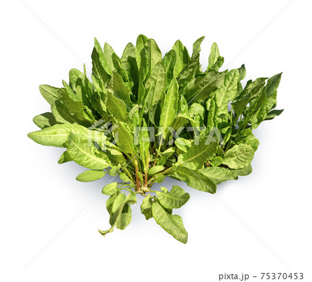 Bush sorrel on loosened soil 75370453