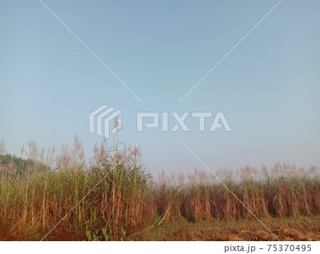 sugarcane flower with nature 75370495