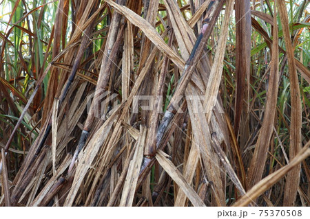 sugarcane flower with nature sugarcane flower with nature 75370508