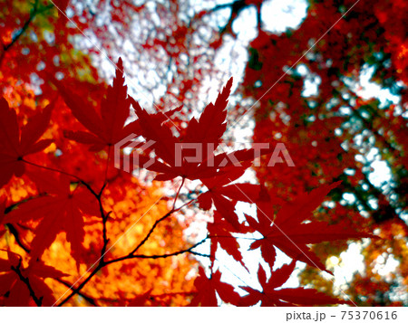 紅葉したもみじ越しに空を眺める 75370616