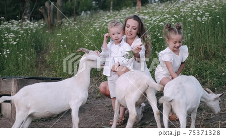 Happy young family spending time together outside in green nature with goats Happy young family spending time together outside in green nature with goats 75371328