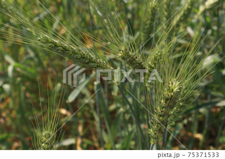 green colored raw wheat firm 75371533