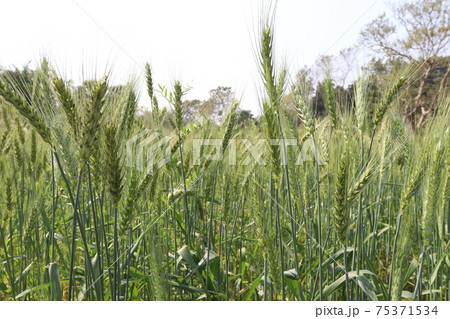 green colored raw wheat firm 75371534