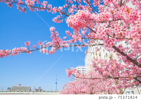 東京都 旧中川の河津桜 東京都 旧中川の河津桜 75371814