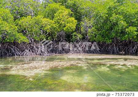 Mangroves with white sand Mangroves with white sand 75372073