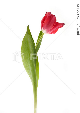 Red tulip with leave isolated on white background 75372139