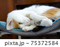A domestic tricolor cat lies on a chair.  75372584