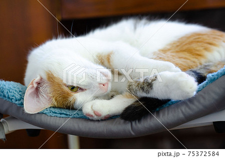 A domestic tricolor cat lies on a chair.  75372584