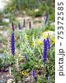 Medicinal purple herb. Purple flowers of Siberia.  75372585