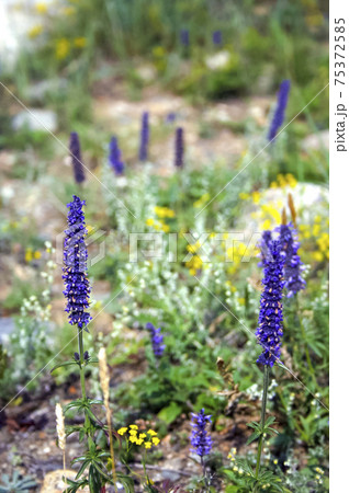 Medicinal purple herb. Purple flowers of Siberia. Medicinal purple herb. Purple flowers of Siberia. 75372585