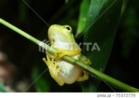 シュレーゲルアオガエル 75372770