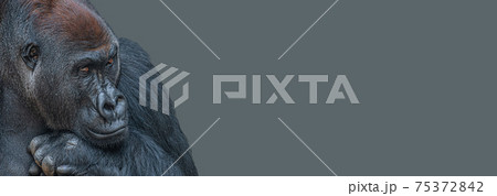 Banner with a very powerful but calm alpha male African gorilla, thinking at something, sad or depressed at grey solid background with copy space. 75372842