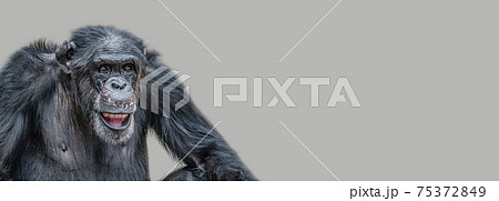 Banner with a portrait of a happy adult Chimpanzee, smiling and thinking, closeup, details with copy space and solid background. Concept biodiversity and wildlife conservation. Banner with a portrait of a happy adult Chimpanzee, smiling and thinking, closeup, details with copy space and solid background. Concept biodiversity and wildlife conservation. 75372849