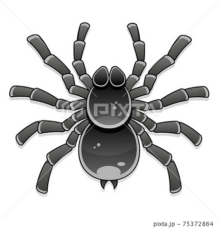 spider tarantula vector color drawing object nature 75372864