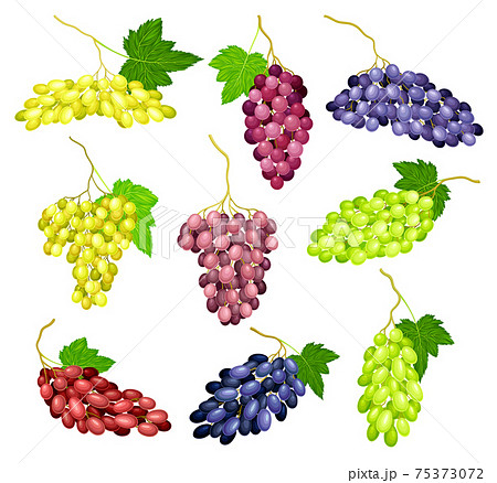 Clusters of Grape with Crimson, Dark Blue and Green Berries Vector Set 75373072