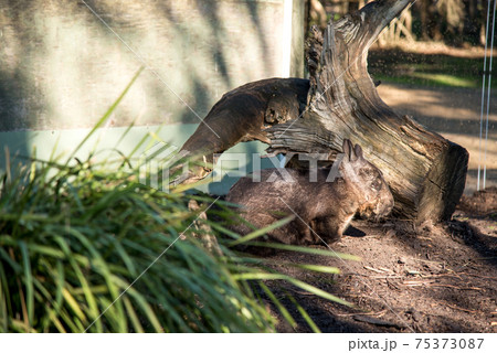 Australian wombat in conservation park Australian wombat in conservation park 75373087