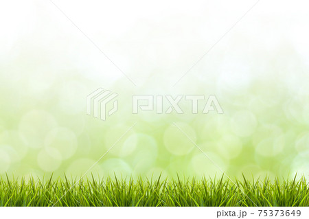 Grass and green blurred background Grass and green blurred background 75373649