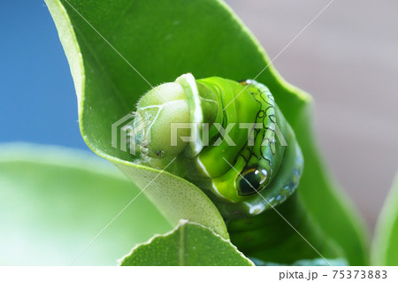 ナガサキアゲハの幼虫(5齢) ナガサキアゲハの幼虫(5齢) 75373883