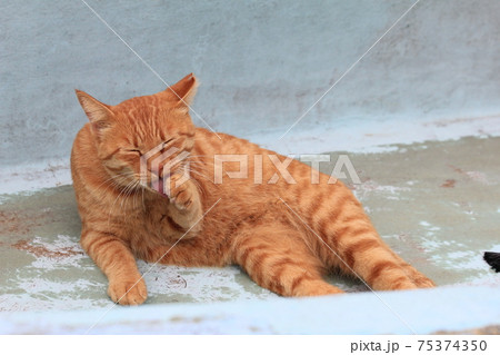 放置さrれた船で横になり顔を洗う手をキレイに舐めてる茶トラの猫 75374350