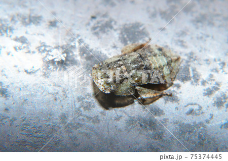 ミミズクの幼虫（昆虫） 75374445