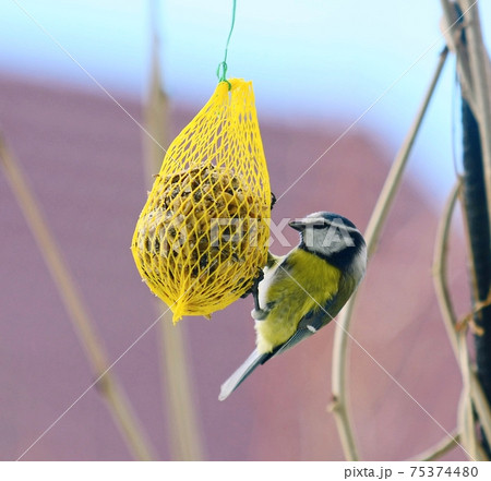 Cute Great Tit Bird on Suet Feeder. 75374480