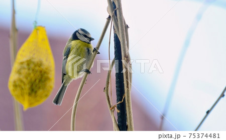 Cute Great Tit Bird on branch. 75374481