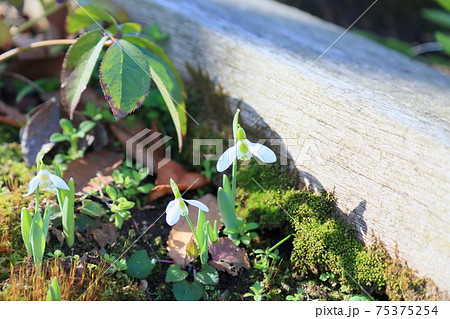 スノードロップの花 スノードロップの花 75375254