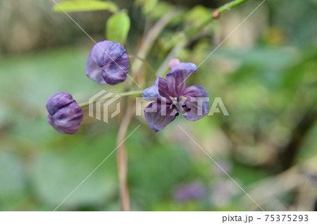 アケビの雌花 アケビの雌花 75375293