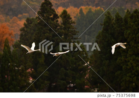 猪苗代湖の白鳥 75375698