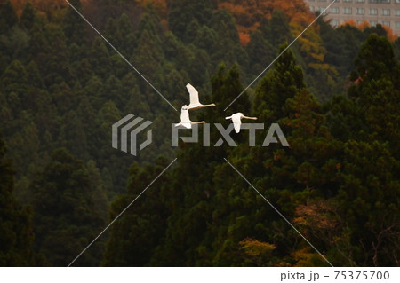 猪苗代湖の白鳥 75375700