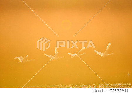 大池の白鳥 75375911