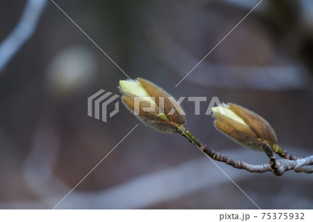 冬の日差しを浴びて咲き始めたコブシの蕾の写真素材