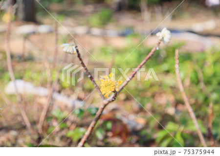 ミツマタの花 75375944