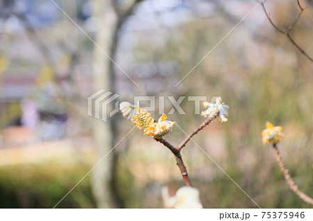 ミツマタの花 75375946