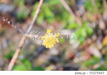 ミツマタの花 75375947