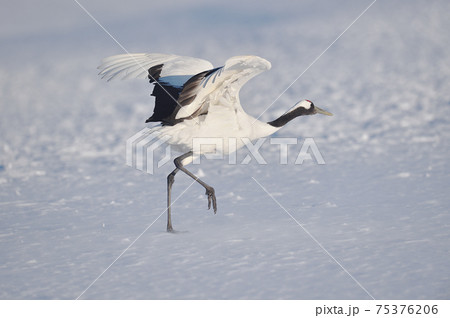飛び立つタンチョウ（北海道） 75376206