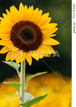 ヒマワリ 75376393
