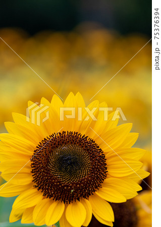 ヒマワリ 75376394