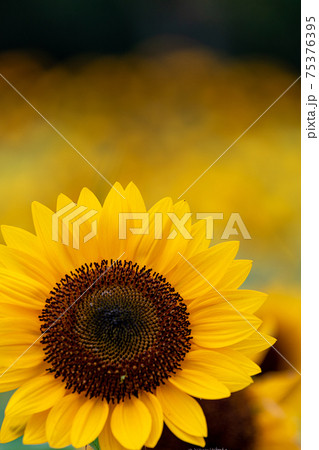 ヒマワリ ヒマワリ 75376395