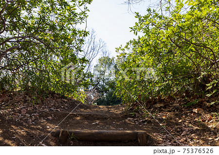 茂みにある木製の階段と丘の上の公園の小さな入口の写真素材