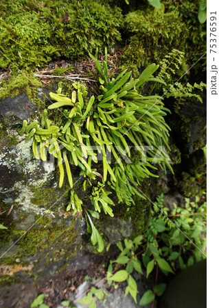 ノキシノブ 軒忍 軽井沢 長野 佐久 ノキシノブ 軒忍 軽井沢 長野 佐久 75376591