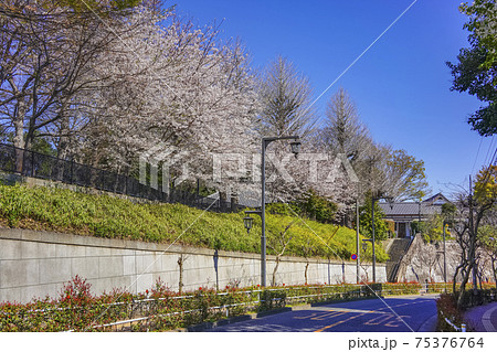 [東京・上中里] 上中里にある平塚神社の満開の桜の木に見下ろされる蝉坂。 75376764