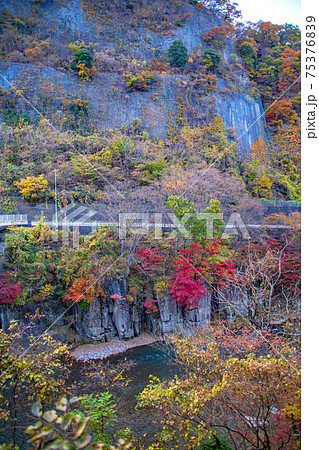 利根川沿い紅葉　綾戸橋付近の景色 75376839